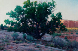 Sundown Juniper