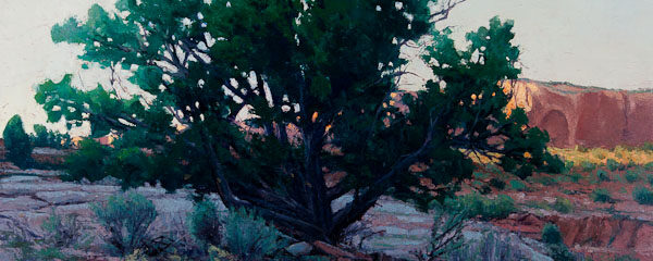 Sundown Juniper