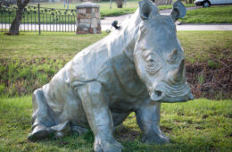 Rhinoceros